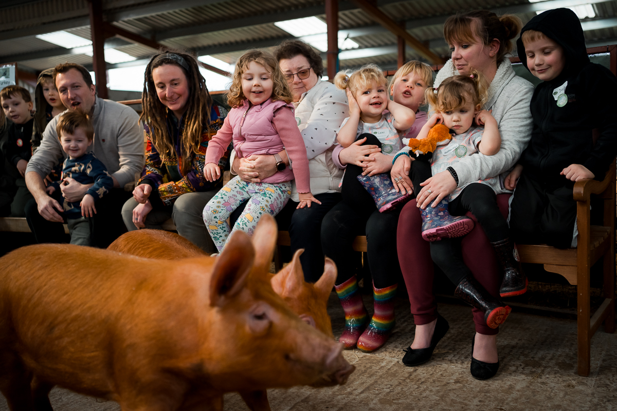 A group of children and parents sitting on a bench at a farm with pigs running around them.