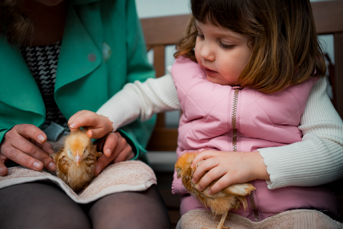 A toddler holding a chick in one hand and petting another chick with the other hand.